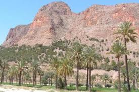 EL PALMERAL DE ORIHUELA: un proyecto para el futuro.